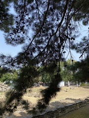 Pinus