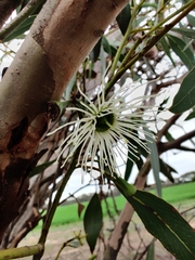 Eucalyptus