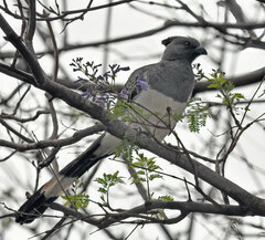 Corythaixoides leucogaster