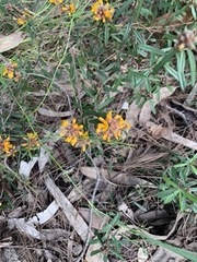 Pultenaea paleacea