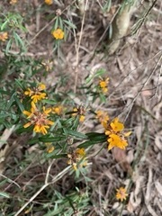 Pultenaea paleacea