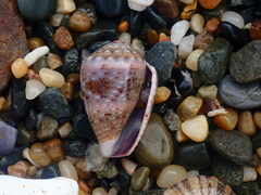 Conus coronatus