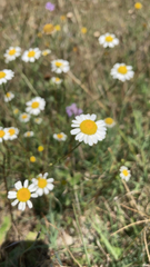 Anthemideae