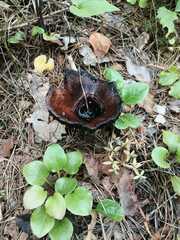 Craterellus cornucopioides