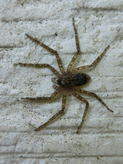 Siamspinops formosensis