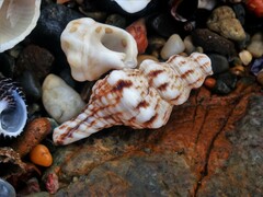 Marmorofusus nicobaricus