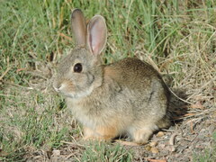 Oryctolagus cuniculus