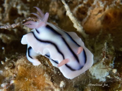 Chromodoris lochi