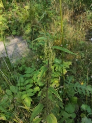 Urtica galeopsifolia