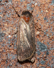 Noctuidae
