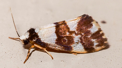 Philenora aspectalella