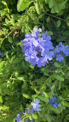 Plumbago auriculata