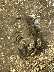 Austropotamobius pallipes