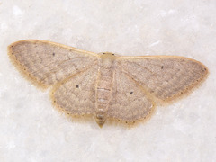 Idaea distinctaria