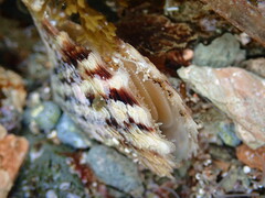 Pinctada imbricata