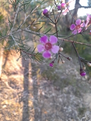 Chamelaucium uncinatum