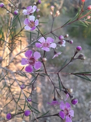 Chamelaucium uncinatum