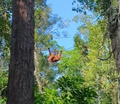 Pongo pygmaeus pygmaeus