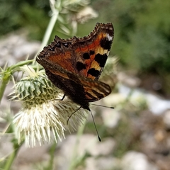 Aglais caschmirensis