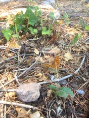 Argynnis paphia