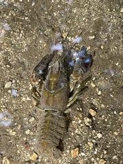 Austropotamobius pallipes