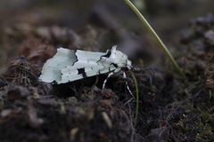 Diphtherocome pallida