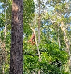 Pongo pygmaeus pygmaeus