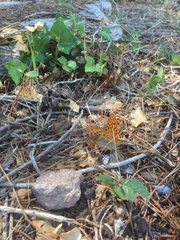 Argynnis paphia