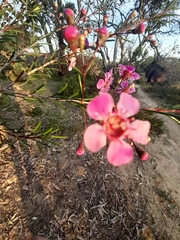 Chamelaucium uncinatum