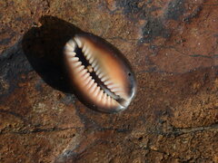 Monetaria caputserpentis