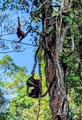 Pongo pygmaeus pygmaeus