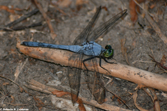 Erythemis simplicicollis