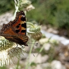 Aglais caschmirensis