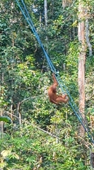 Pongo pygmaeus pygmaeus