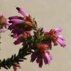 Erica glabella