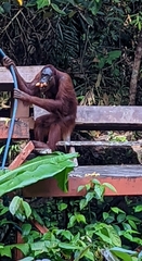 Pongo pygmaeus pygmaeus