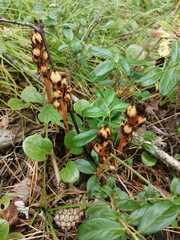 Monotropa hypopitys
