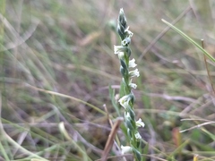 Spiranthes spiralis