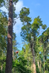Pongo pygmaeus pygmaeus