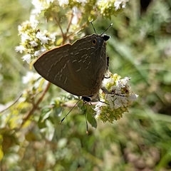 Deudorix epijarbas