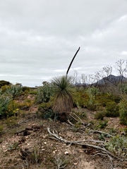 Xanthorrhoea platyphylla