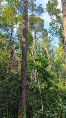 Pongo pygmaeus pygmaeus