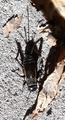 Gryllus pennsylvanicus