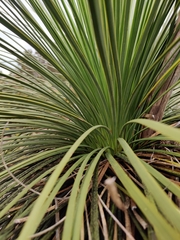 Xanthorrhoea platyphylla