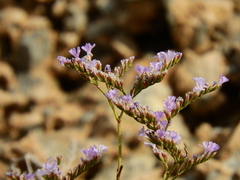 Limonium corinthiacum