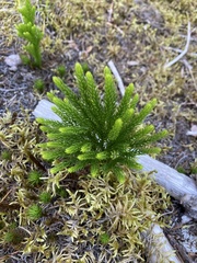 Dendrolycopodium dendroideum