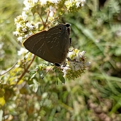 Deudorix epijarbas