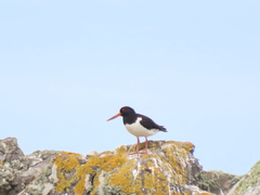Haematopus ostralegus