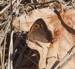 Lycaena phlaeas