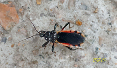 Ectrychotes andreae